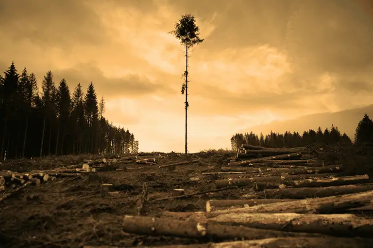 A lone tree standing in the mid-ground of a dramatic landscape, with felled logs in the foreground illustrating the consolidation of the music distribution industry and the shrinking number of independent platforms that remain.